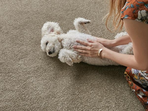 カーペットの上で寛ぐ犬