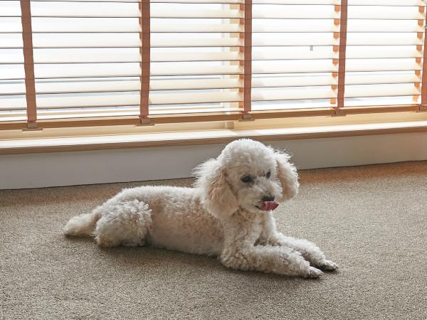 カーペットが敷かれた部屋でくつろぐ犬