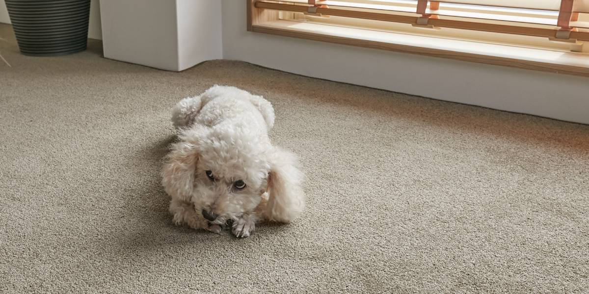 カーペットの上で寛ぐ犬