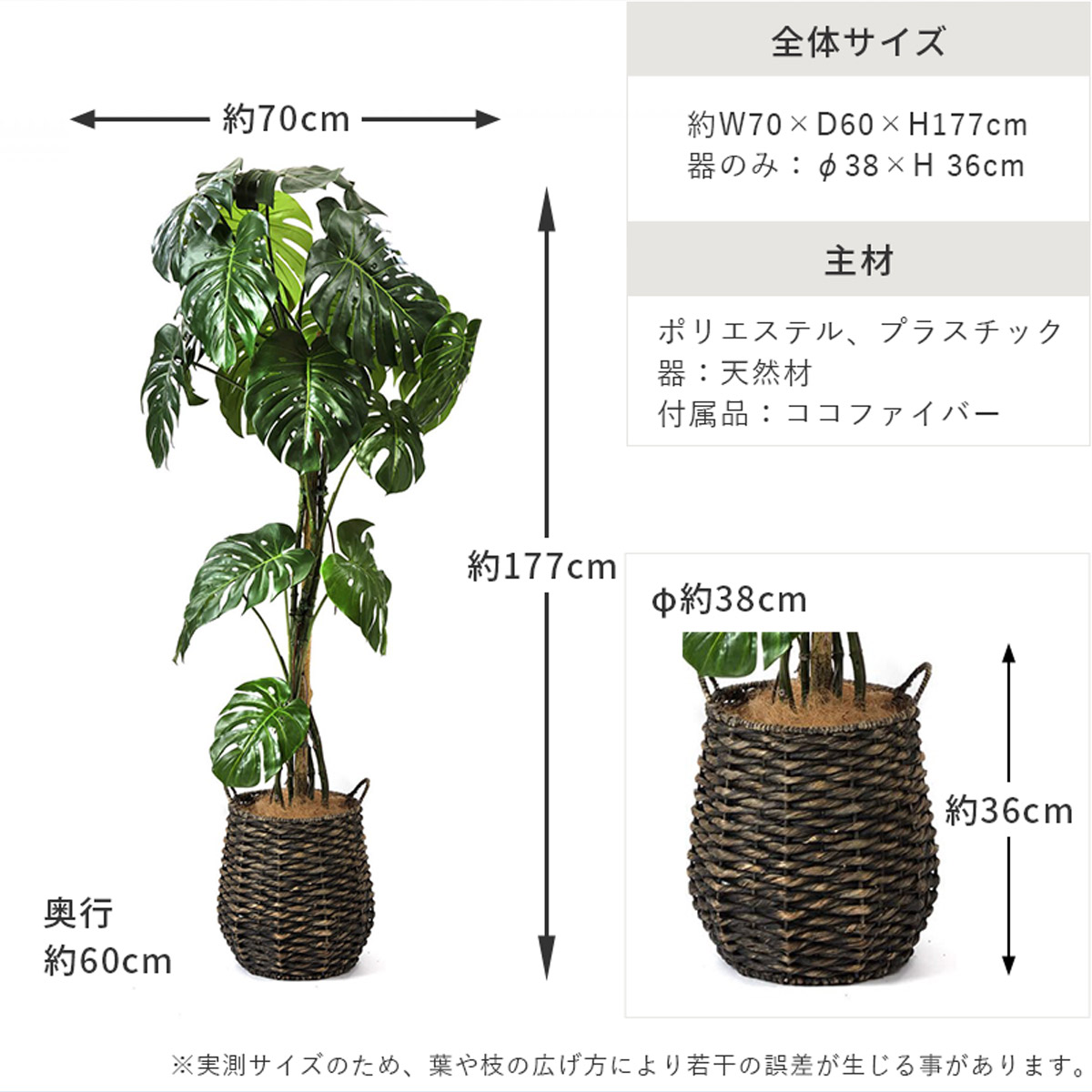 モンステラ H177の説明